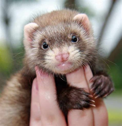 Ferrets as pets how much do ferrets cost what is their aggressiveness ...