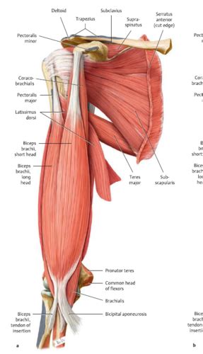 Review Quiz - Muscles acting on the humerus Flashcards | Quizlet