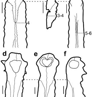 (PDF) Revisiting Gryposuchus jessei Gürich, 1912 (Crocodylia: Gavialoidea): specimen description ...