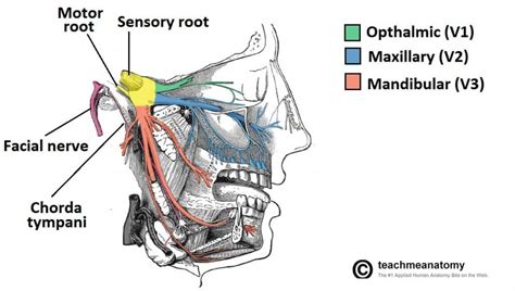 The Ophthalmic Division of the Trigeminal Nerve (CNV1) - TeachMeAnatomy