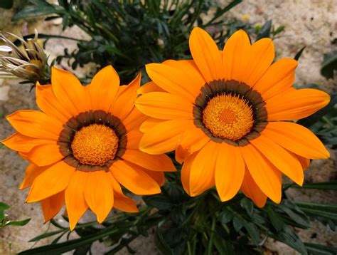 gaillardia | Amazing Flower Farm