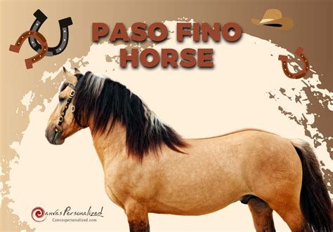 Paso Fino Horse Breed: History, Characteristics, And Care