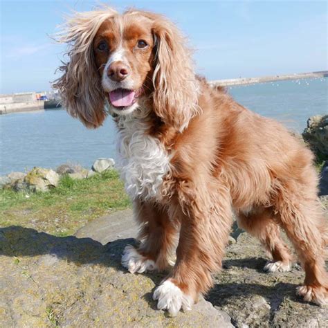 Cocker Spaniel Ear Skin Problems | Dog Breed Information