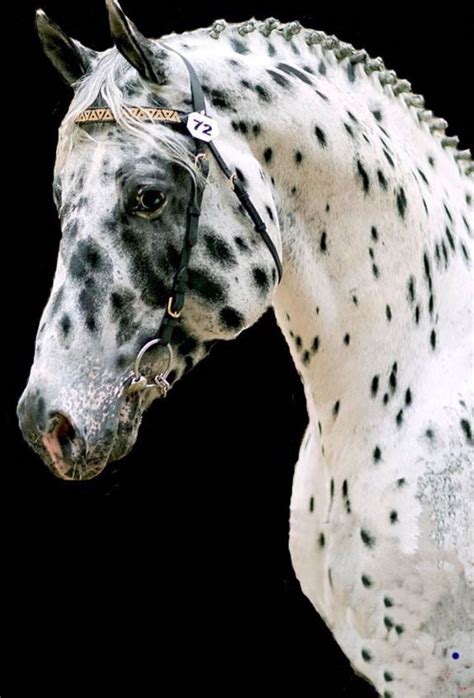 Appaloosa Friesian cross | #rockingvaussies | Horses, Pretty horses, Horse pictures