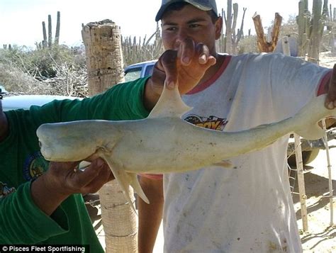 One-eyed albino 'cyclops' shark discovered by fisherman | Daily Mail Online