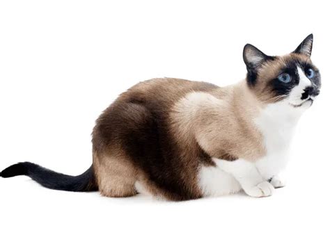 Top 10 Most Popular Cat Breeds in the Philippines ( With Pictures )