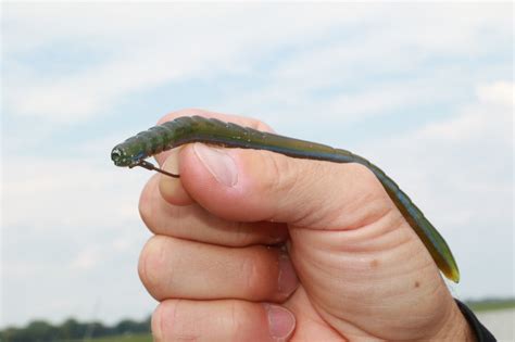 John Crews' top 5 hooks for bass fishing - Bassmaster