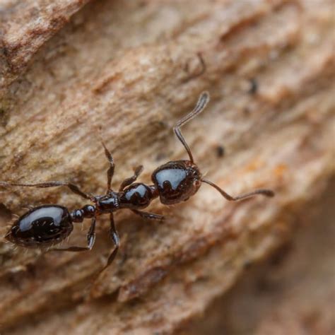 Do Little Black Ants Bite? | BugBrief