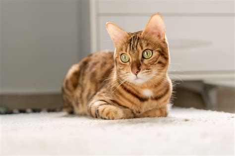 Exploring Bengal Cat Ownership: Navigating Reputable Breeders and Finding the Perfect Companion