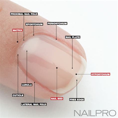 Nail Anatomy: A Professional Primer on the Parts of the Nail