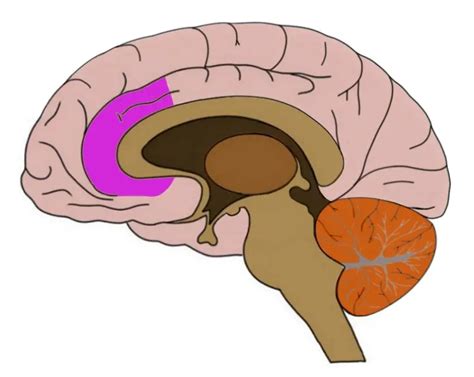 Anterior cingulate cortex - definition