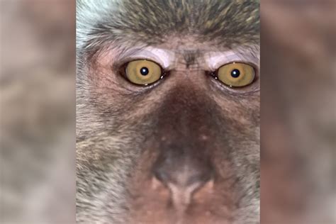 ‘The monkey left a selfie’: Macaque fills man’s phone with photos, video - National | Globalnews.ca