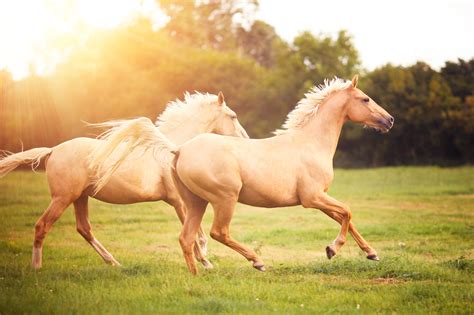 10 Most Popular Horse Breeds and Types of Horses