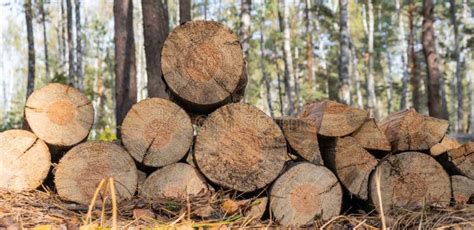 Firewood for a Fire in the Forest. Lumber Stock Photo - Image of wood, material: 160738860