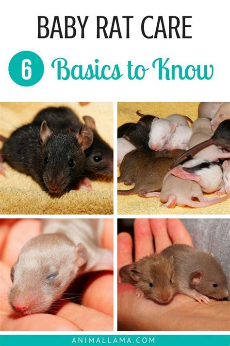 Baby Rat Care: 6 Basics to Know When Caring for Newborns | Animallama | Baby rats, Rat care, Pet ...