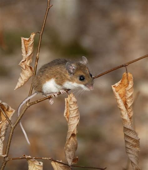 Delightful Creatures: Meet the White-Footed Mouse