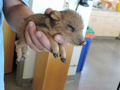 Baby Javelina ohhh wowww so cute!little... (With images) | Cute animals, Nature animals, Animals