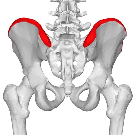 Iliac_crest_03_-_posterior_view | Madriella Network