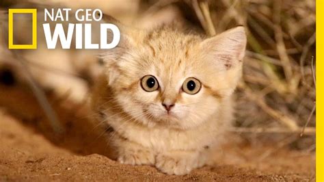 Sand Cat Habitat And Food