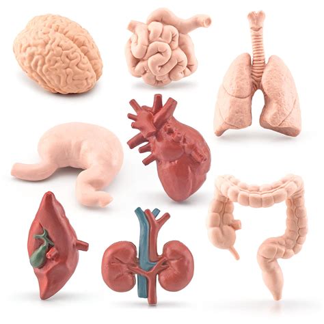 Buy GUFOPONAS Human Body Model for Kids 8PCS Mini Body Parts Sets Human Anatomy Model Anatomy ...