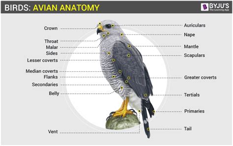 Bird Skeletal System - Anatomy of Avian Skeletal System