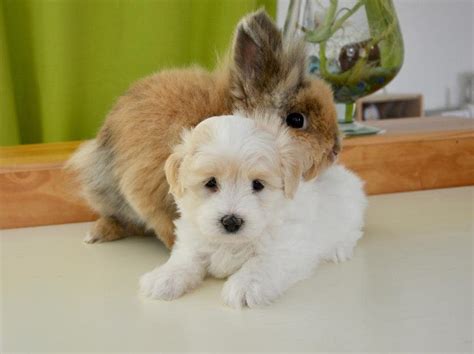 Dog Breeds That Can Get Along With Rabbits