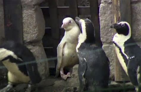 Watch: A rare albino penguin makes its debut at zoo in Poland | The ...