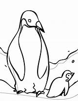 Free Printable Penguin Coloring Pages For Kids sketch template