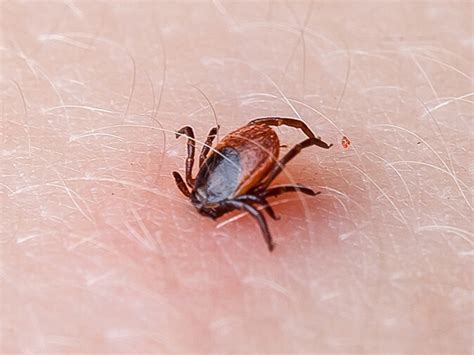 Tick Prevention Tips For Homeowners In Central & Coastal Maine — Advanced Pest Solutions