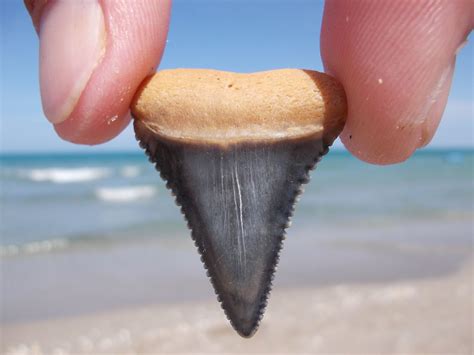 Discovering a Black Shark Tooth at North Myrtle Beach