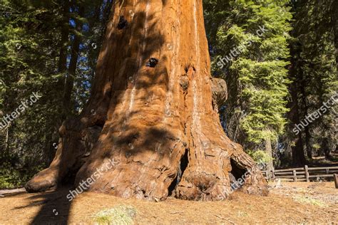 Giant Redwood Sequoia Sequoiadendron Giganteum Sequoia Editorial Stock Photo - Stock Image ...