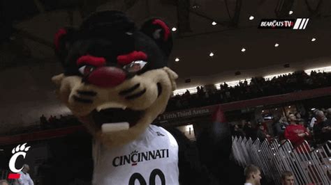 Cincinnati Bearcats Mascot GIF by University of Cincinnati Athletics - Find & Share on GIPHY