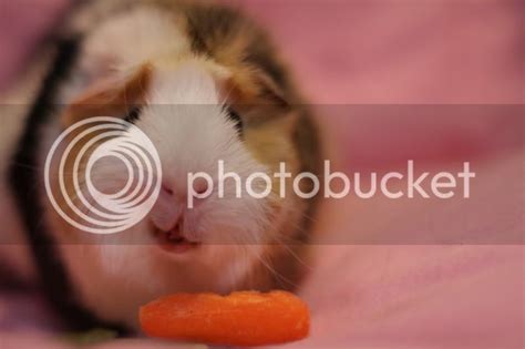 Guinea pig eating a carrot. -- Critique Corner in photography-on-the.net forums