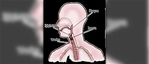 Mucus in throat | Ear, Nose, Throat, and Dental problems articles ...