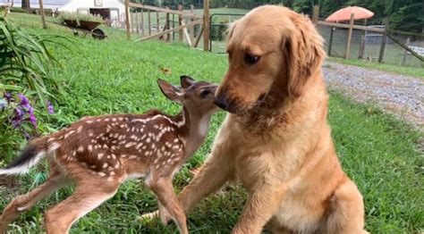 Gentle Dog Takes Care Of Baby Deer