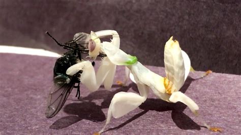 L5 Orchid Mantis Feeding/ Praying Mantis/ Hymenopus coronatus/ How to feed an Orchid Mantis ...