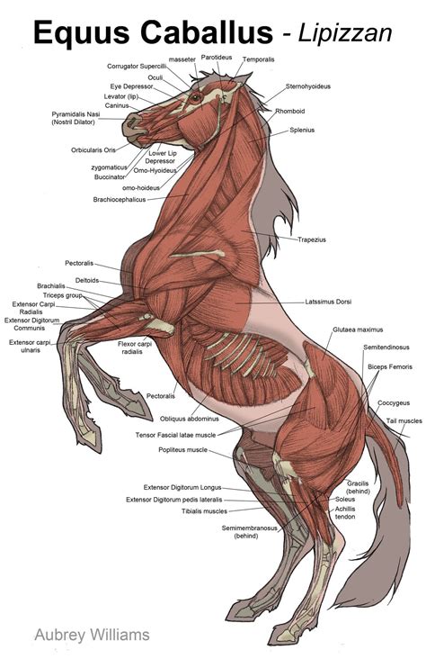 Viewing Gallery For - Horse Anatomy Muscles | Hayvan anatomisi, Hayvan çizimi, Vahşi atlar