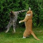 Cat Fight Meme Generator - Imgflip