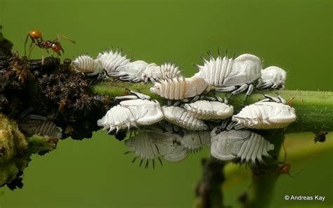 Treehopper nymphs, Membracidae & tending ants | from Ecuador… | Flickr