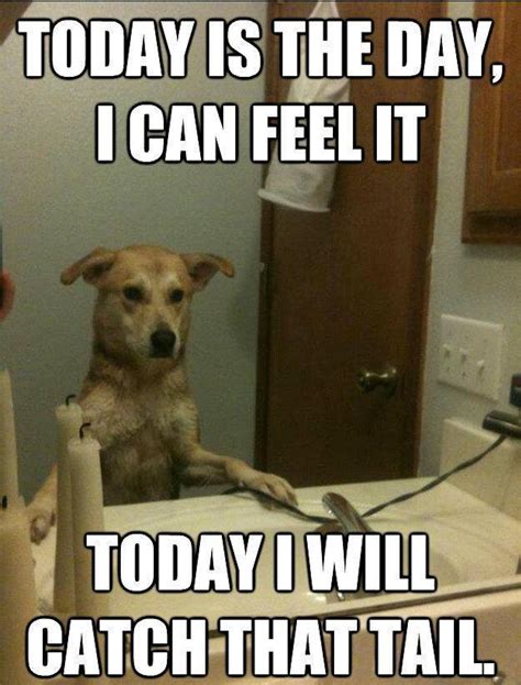 11 National Dog Day Memes That Are Just As Hilarious As They Are Cute