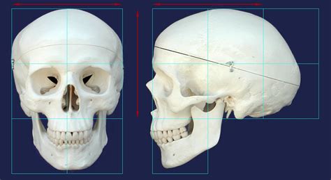 Female face critique please | Skull reference, Skull, Skull and bones