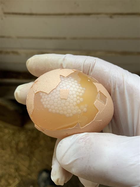 The way this egg shell broke but the membrane remained intact : r ...