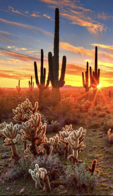 Sunset Cactus Phoenix Arizona - Saguaro Cactus At Sunset In Phoenix Arizona Area Stock Photo ...