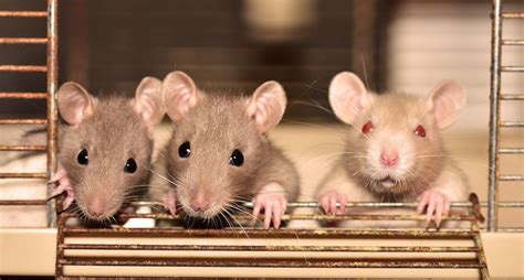 Year of the Rat: Here Are 4 Ways Rats Suffer in Experiments and How You ...