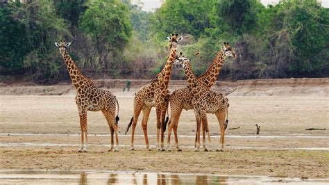 10-Day Zambia, Zimbabwe & Botswana Safari | African Wildlife Safari ...