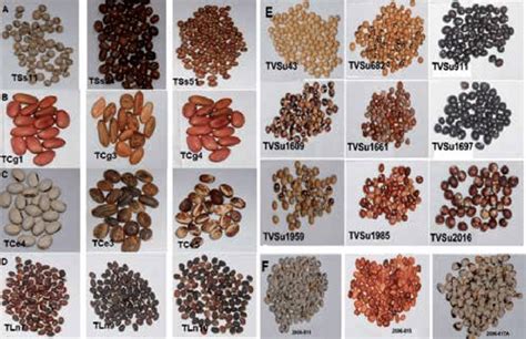Some selected underutilized and neglected legumes showing diversity in... | Download Scientific ...