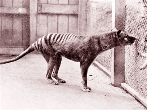 Extinct Tasmanian Tigers May Have Survived Longer Than Previously Thought | Smithsonian