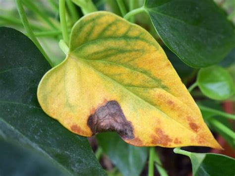 How to Water Anthurium Plants at Home (Essential Tips) - Petal Republic