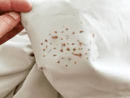 What Does Bed Bug Poop Look Like? (7 Ways To Identify Bed Bug Feces)