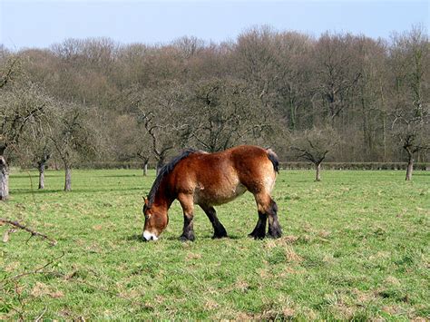 Ardennes Horse Info, Origin, History, Pictures